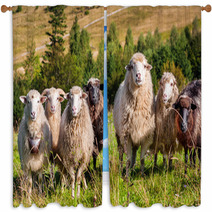 Flock Of Sheep Grazing On The Hills Of The Mountains Window Curtains 71087106