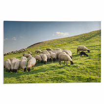 Flock Of Sheep Grazing Rugs 97729982