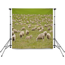Flock Of Sheep In New Zealand Backdrops 59594630