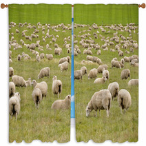 Flock Of Sheep In New Zealand Window Curtains 59594630