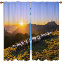 Flock Of Sheep In Saibi Mountain Window Curtains 89844093