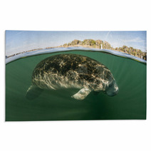 Florida Manatee Underwater Rugs 68141430