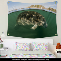Florida Manatee Underwater Wall Art 68141430