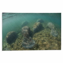 Florida Manatees In Crystal River Rugs 68141427