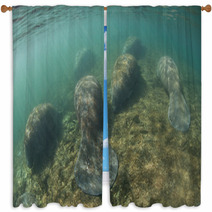 Florida Manatees In Crystal River Window Curtains 68141427