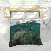 Florida Manatees Sleeping In Shallow Water Bedding 96199477