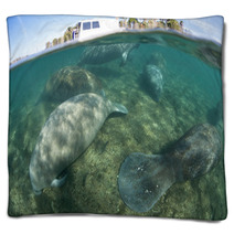 Florida Manatees Sleeping In Shallow Water Blankets 96199477