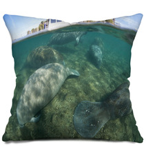 Florida Manatees Sleeping In Shallow Water Pillows 96199477
