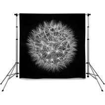 Fluffy White Dandelion On A Black Background Backdrops 58927563