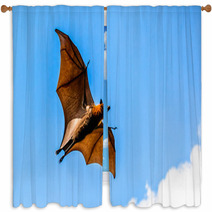 Flying Fox On Blue Sky Window Curtains 67879560