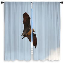 Flying Fox Window Curtains 86160939