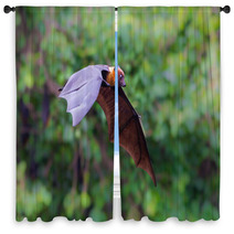Flying Lyle's Flying Fox (Pteropus Lylei) Window Curtains 72971308