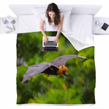 Flying Male Lyle's Flying Fox (Pteropus Lylei) Blankets 72178757