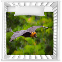 Flying Male Lyle's Flying Fox (Pteropus Lylei) Nursery Decor 72178757