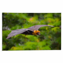 Flying Male Lyle's Flying Fox (Pteropus Lylei) Rugs 72178757