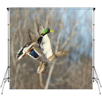 Flying Mallard Duck Backdrops 89322655
