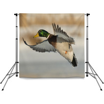 Flying Mallard Duck Photography Backdrops 89323699