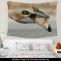 Flying Mallard Duck Photography Wall Art 89323699