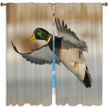 Flying Mallard Duck Photography Window Curtains 89323699