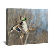 Flying Mallard Duck Wall Art 89322655