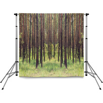 Forest Backdrops 59921480