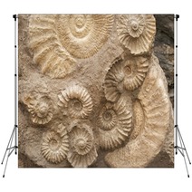 Fossils Backdrops 47505805