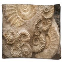 Fossils Blankets 47505805