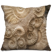 Fossils Pillows 47505805