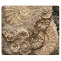Fossils Rugs 47505805