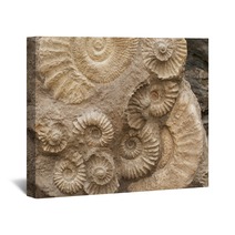 Fossils Wall Art 47505805