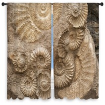 Fossils Window Curtains 47505805