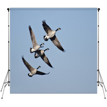 Four Canada Geese Flying In Blue Sky Backdrops 62373979