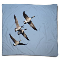 Four Canada Geese Flying In Blue Sky Blankets 62373979