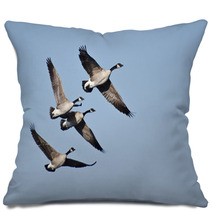Four Canada Geese Flying In Blue Sky Pillows 62373979