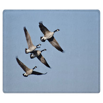 Four Canada Geese Flying In Blue Sky Rugs 62373979