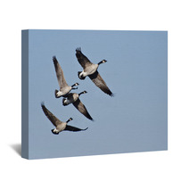 Four Canada Geese Flying In Blue Sky Wall Art 62373979