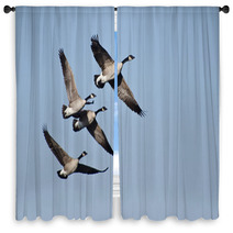 Four Canada Geese Flying In Blue Sky Window Curtains 62373979