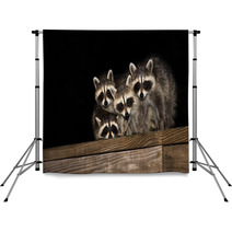 Four Cute Baby Raccoons On A Deck Railing Backdrops 99966799