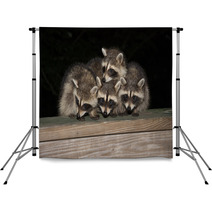 Four Cute Baby Raccoons On A Deck Railing Backdrops 99966832