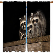 Four Cute Baby Raccoons On A Deck Railing Window Curtains 99966799