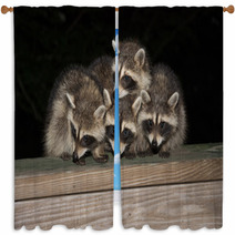 Four Cute Baby Raccoons On A Deck Railing Window Curtains 99966832