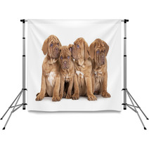 Four French Mastiff Puppies Backdrops 63406801