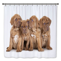 Four French Mastiff Puppies Bath Decor 63406801