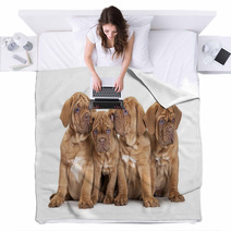 Four French Mastiff Puppies Blankets 63406801