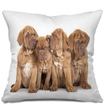 Four French Mastiff Puppies Pillows 63406801