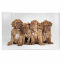 Four French Mastiff Puppies Rugs 63406801