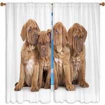 Four French Mastiff Puppies Window Curtains 63406801