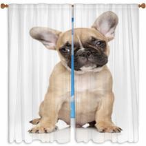 French Bulldog Puppy Portrait Window Curtains 60853030
