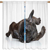 French Bulldog Puppy Resting Window Curtains 60853024