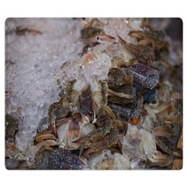 Fresh Blue Crab Or Horse Crab On Ice In The Market Rugs 100437761